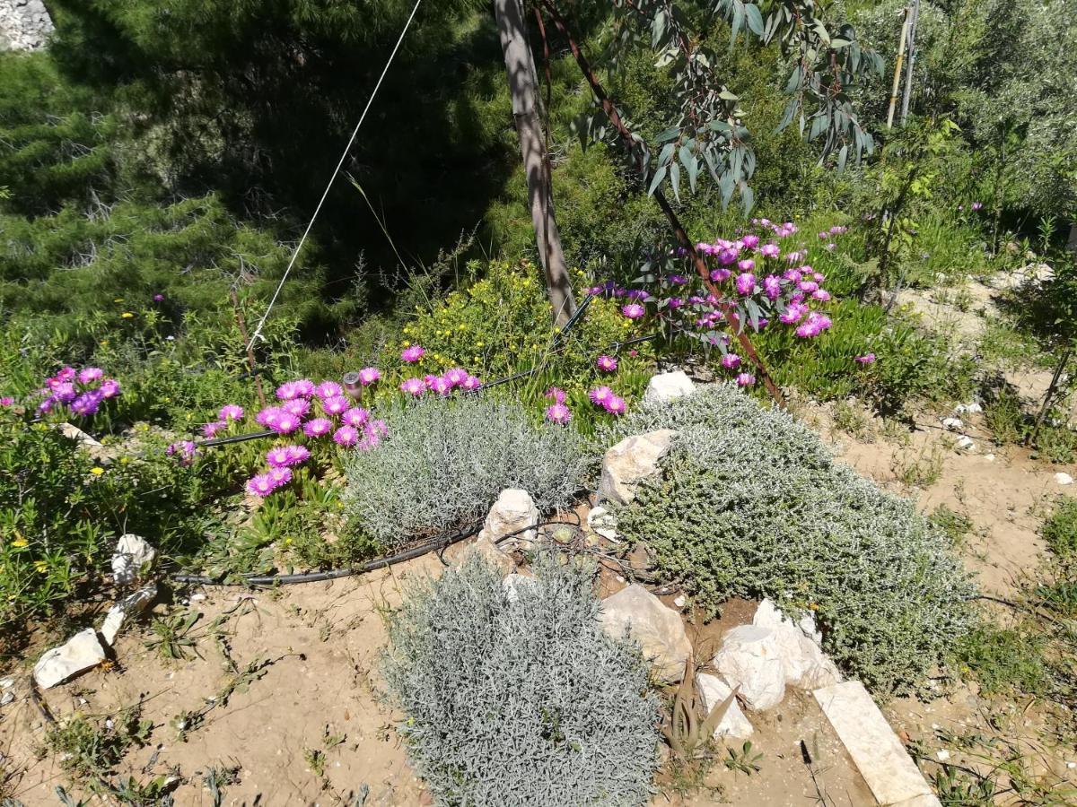 Villa Πέτρα, Ελιά Και Λεβάντα à Tolón Extérieur photo