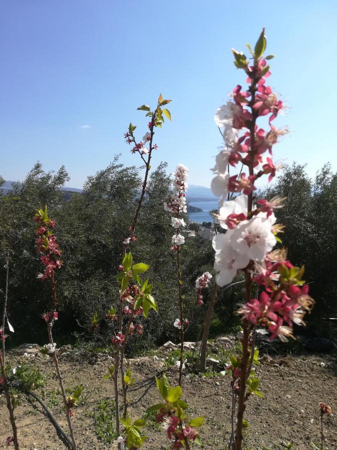 Villa Πέτρα, Ελιά Και Λεβάντα à Tolón Extérieur photo