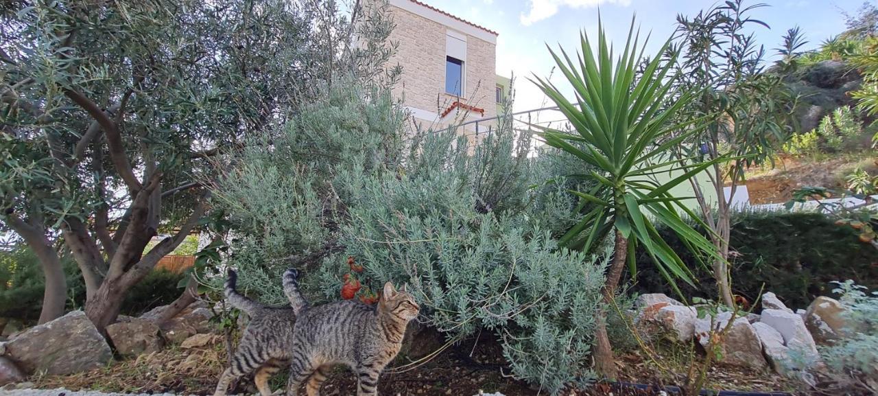 Villa Πέτρα, Ελιά Και Λεβάντα à Tolón Extérieur photo