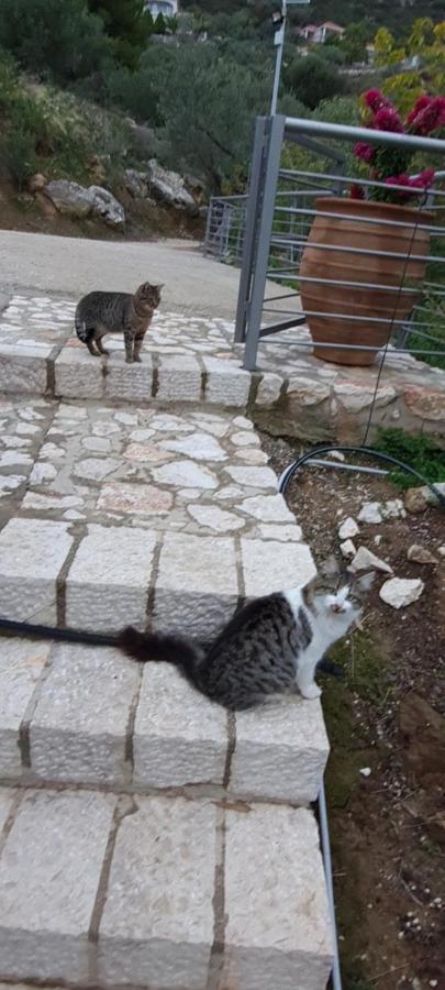 Villa Πέτρα, Ελιά Και Λεβάντα à Tolón Extérieur photo