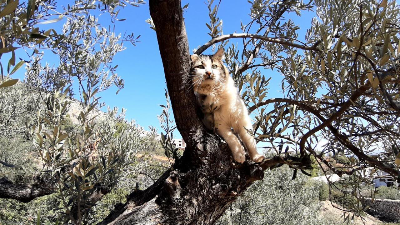 Villa Πέτρα, Ελιά Και Λεβάντα à Tolón Extérieur photo